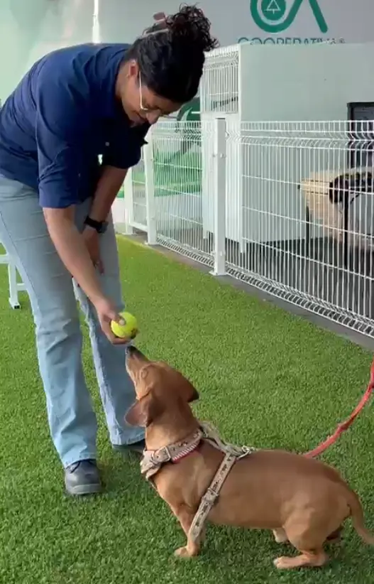 Perro trabajando con su entrenador en Gymboree Dog