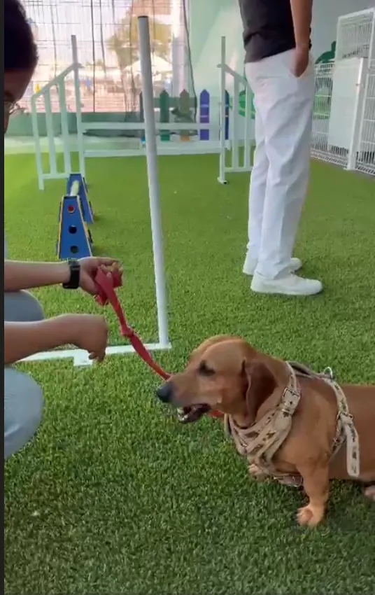 Perro en el área de ejercicios de Gymboree