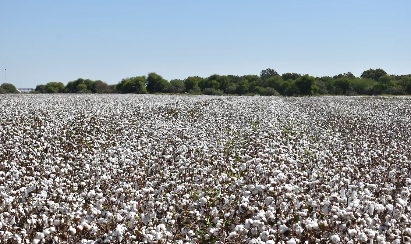 Cooperativa Agropecuaria: imagen 2