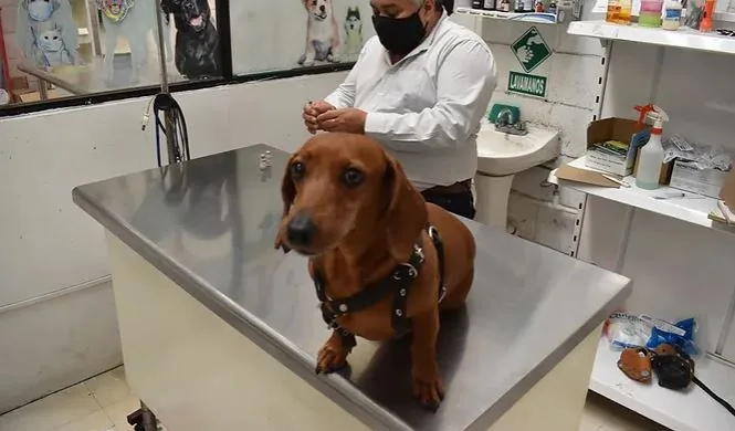 Veterinaria